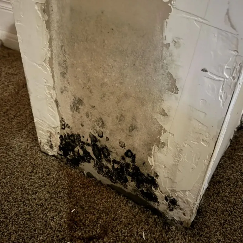 Professional Mold Removal in Paris, KY